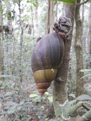 Achatina stuhlmanni