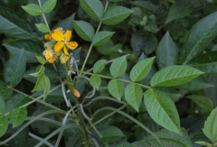 hairy senna
