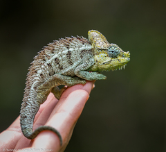 Helmeted Chameleon