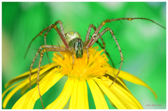 Decorated Green Lynx Spider