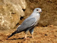 Lizard Buzzard