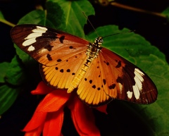 Whitebar Acraea