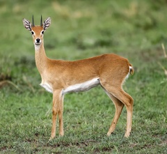 Oribi