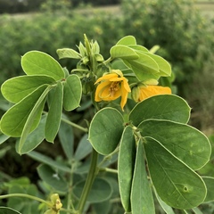 American Sicklepod