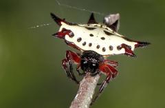 Shorthorn Kitespider