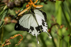Mocker Swallowtail
