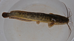 Sharptooth Catfish