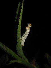 Metarhizium rileyi
