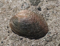 Coelatura hauttecoeuri