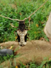 Petrognatha gigas