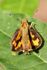 Common Bellboy