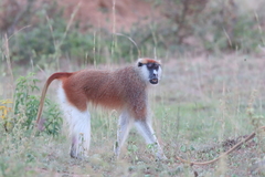 Patas Monkey