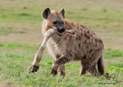 Spotted Hyena