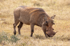 Common Warthog