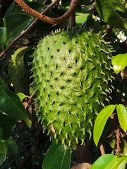 Soursop