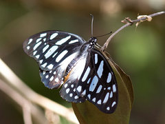 Veined Swordtail