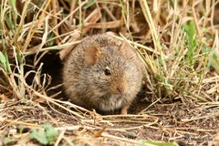 Nile Grass Rat