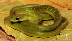 Bequaert's Green Snake