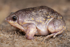 Guinea Snout-burrower