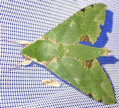 Verdant Hawkmoth