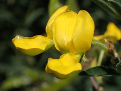 Pigeon Pea