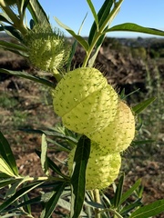 balloonplant