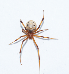 Brown Widow