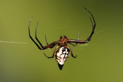Blackspot Vlei Spider