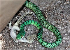 Spotted Bush Snake