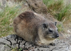 Rock Hyrax