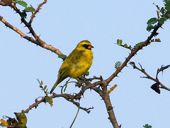 Western Citril