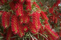 weeping bottlebrush