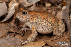Eastern Flat-backed Toad