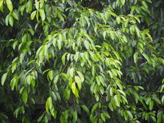 Weeping fig