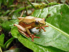 Brown Reed Frog