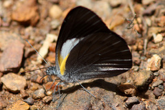 Raffray’s White