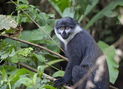 L'Hoest's Monkey