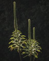 Lobelia giberroa