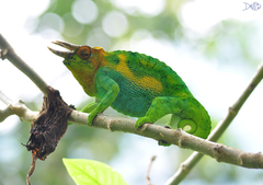 Johnston's Chameleon