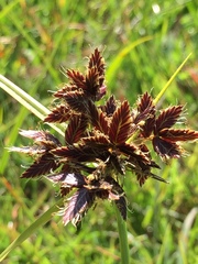 Cyperus nitidus