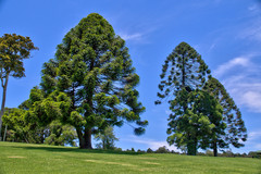 Bunya Pine