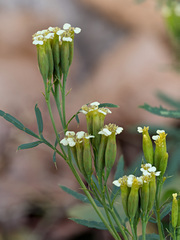 wild marigold