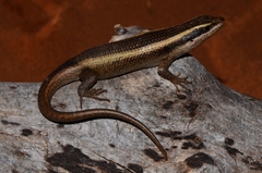 African Striped Skink