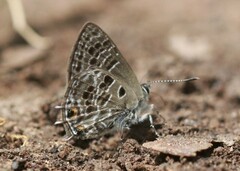 Anthene irumu