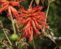 Redhot Poker Tree