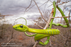 Boomslang
