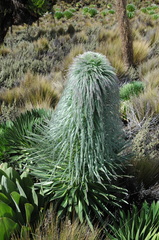 Lobelia telekii