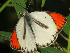 Red Tip