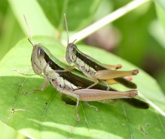 Spine-kneed Grasshopper