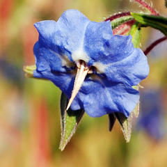 camel bush